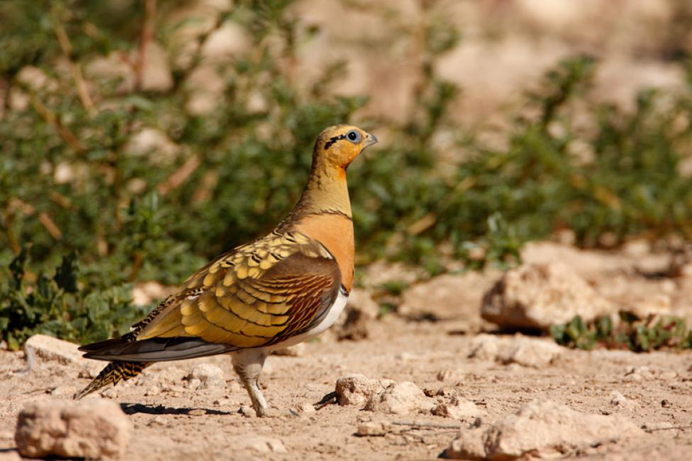 Aves perseguidas